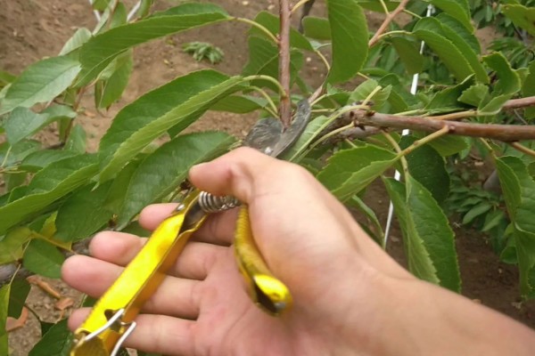 樱桃树哪种树形最好，自由纺锤形是适宜选择