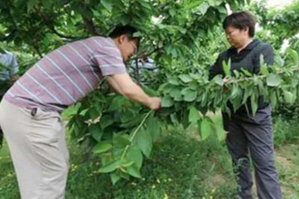 樱桃树哪种树形最好，自由纺锤形是适宜选择