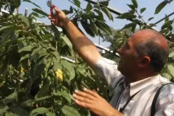 樱桃树哪种树形最好，自由纺锤形是适宜选择