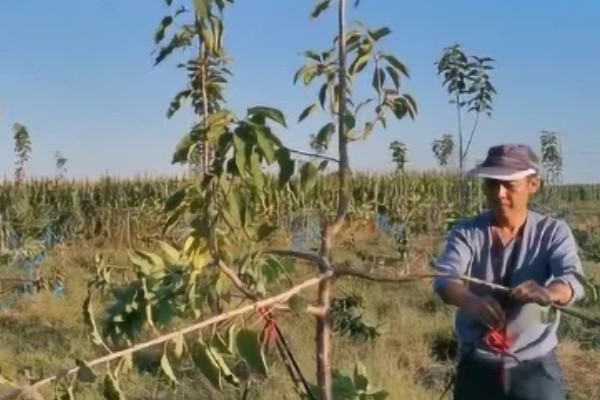 樱桃树哪种树形最好，自由纺锤形是适宜选择