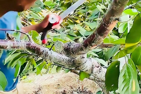 樱桃树哪种树形最好，自由纺锤形是适宜选择