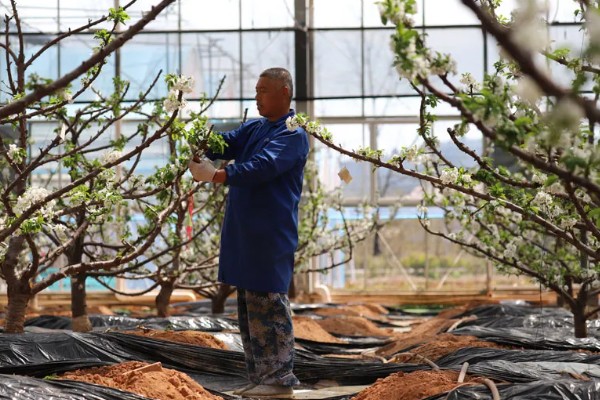 樱桃树哪种树形最好，自由纺锤形是适宜选择