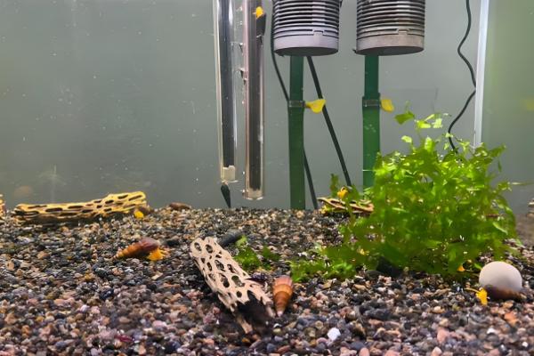 橙兔螺能否和鱼养在一起，适合与习性相近的鱼类混养