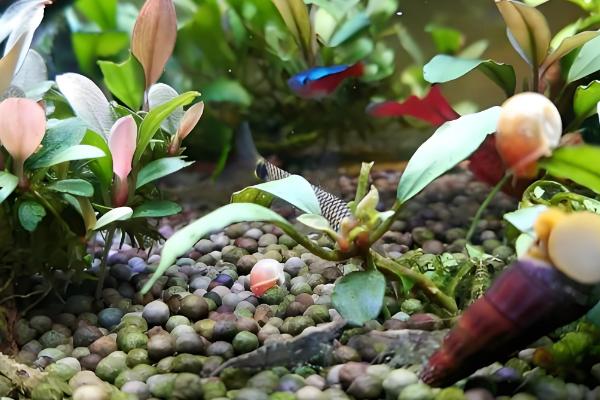 橙兔螺能否和鱼养在一起，适合与习性相近的鱼类混养