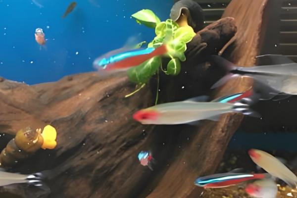 橙兔螺能否和鱼养在一起，适合与习性相近的鱼类混养