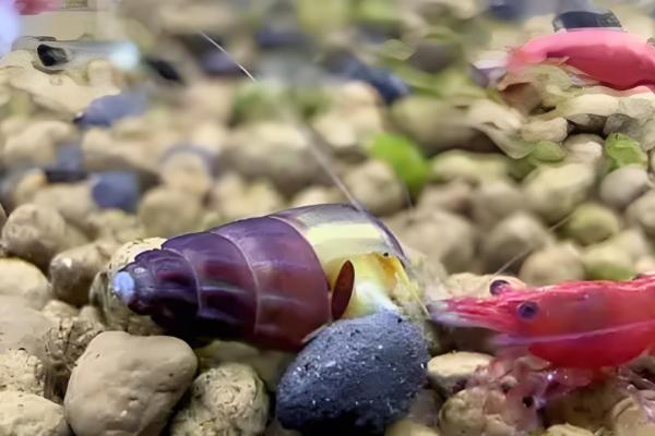 橙兔螺能否和鱼养在一起，适合与习性相近的鱼类混养