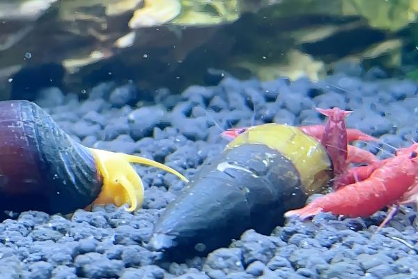 橙兔螺能否和鱼养在一起，适合与习性相近的鱼类混养