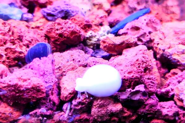 橙兔螺能否和鱼养在一起，适合与习性相近的鱼类混养