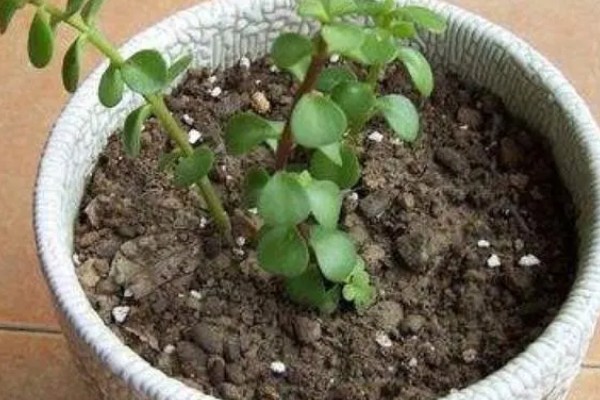 金枝玉叶的主干为何会干瘪，可能是土壤板结、缺光、缺肥等因素所致