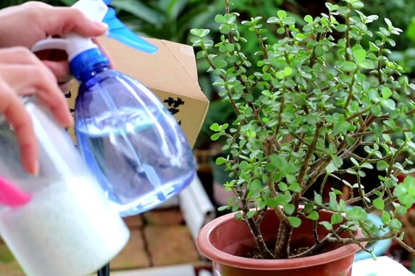 金枝玉叶的主干为何会干瘪，可能是土壤板结、缺光、缺肥等因素所致