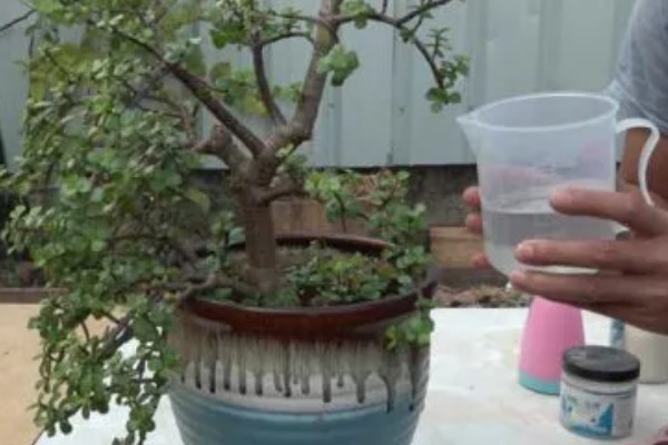 金枝玉叶的主干为何会干瘪，可能是土壤板结、缺光、缺肥等因素所致