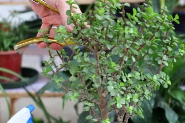 金枝玉叶的主干为何会干瘪，可能是土壤板结、缺光、缺肥等因素所致