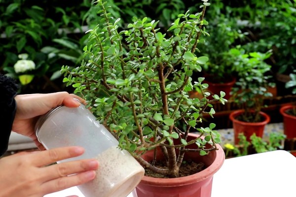 金枝玉叶的主干为何会干瘪，可能是土壤板结、缺光、缺肥等因素所致