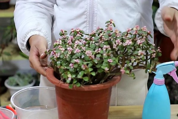 金枝玉叶的主干为何会干瘪，可能是土壤板结、缺光、缺肥等因素所致