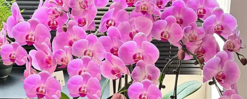 蝴蝶兰能否养在卧室中，不含毒素可放心在室内养护