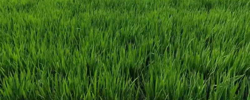稻田适时断水的好处，可保高产