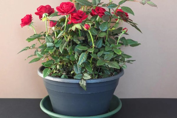 玫瑰花的特点，其花序呈圆锥形