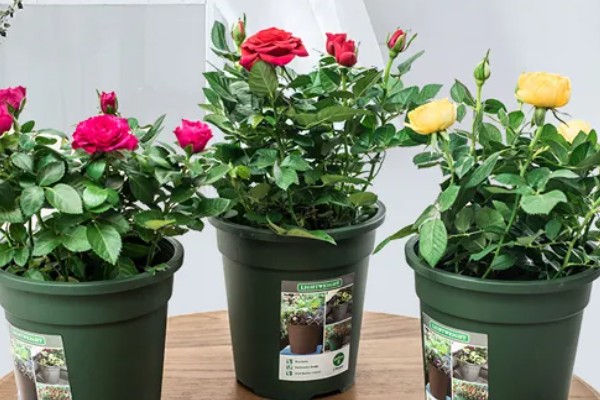 玫瑰花的特点，其花序呈圆锥形