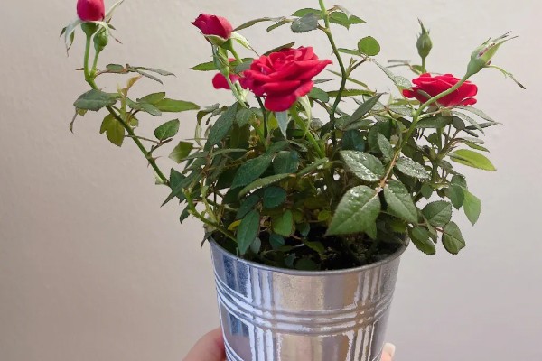 玫瑰花的特点，其花序呈圆锥形