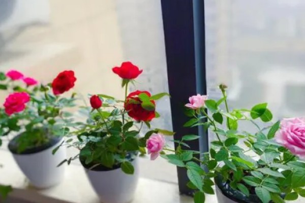 玫瑰花的特点，其花序呈圆锥形