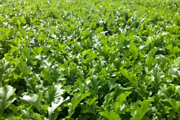 腊菜什么时候种植，秋腊菜在7月份栽培