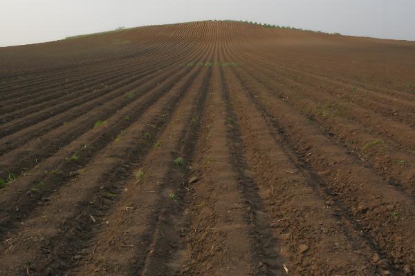 腊菜什么时候种植，秋腊菜在7月份栽培