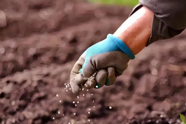 腊菜什么时候种植，秋腊菜在7月份栽培