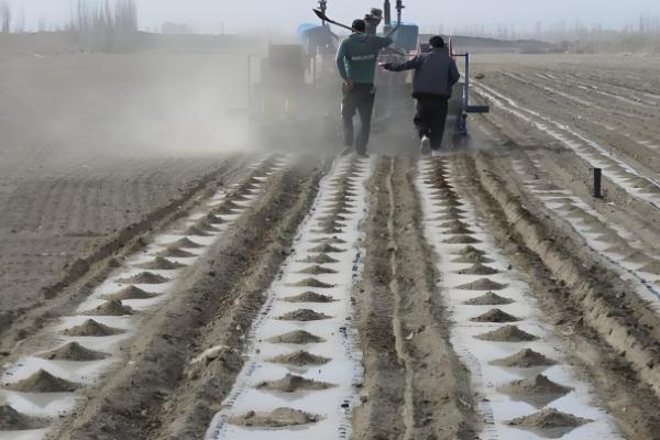 腊菜什么时候种植，秋腊菜在7月份栽培