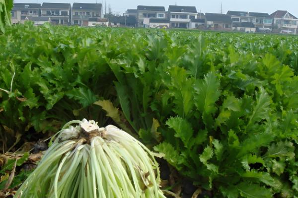 腊菜什么时候种植，秋腊菜在7月份栽培