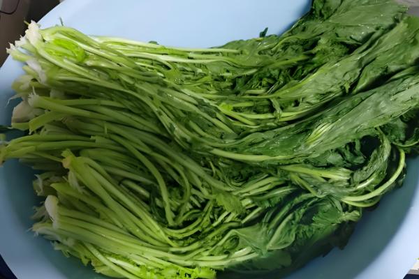 腊菜什么时候种植，秋腊菜在7月份栽培