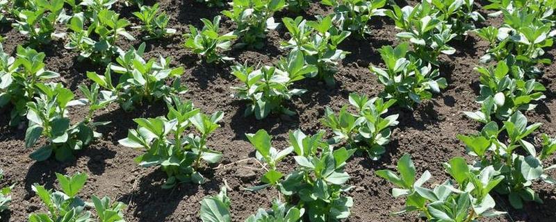 蚕豆的高产栽培技术，要根据土壤肥力和当地环境合理播种