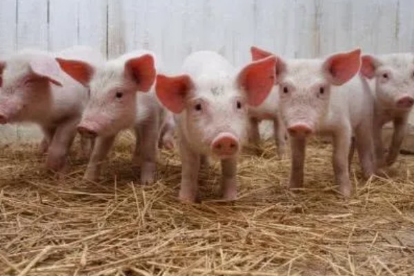 25天小猪断奶不吃饲料怎么办，可将料打湿后捏团灌服