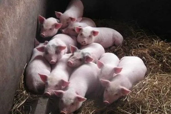 25天小猪断奶不吃饲料怎么办，可将料打湿后捏团灌服