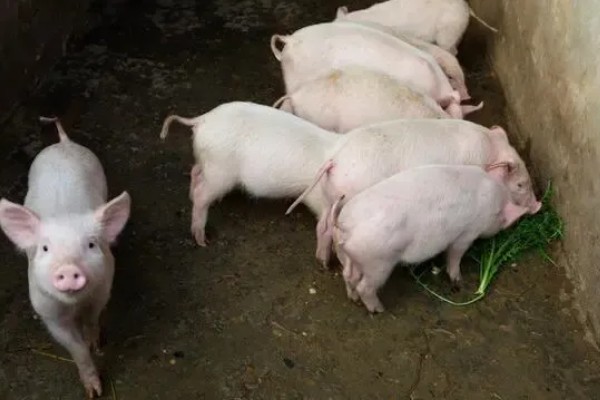 25天小猪断奶不吃饲料怎么办，可将料打湿后捏团灌服