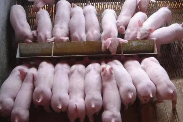 25天小猪断奶不吃饲料怎么办，可将料打湿后捏团灌服