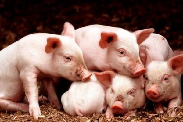 25天小猪断奶不吃饲料怎么办，可将料打湿后捏团灌服