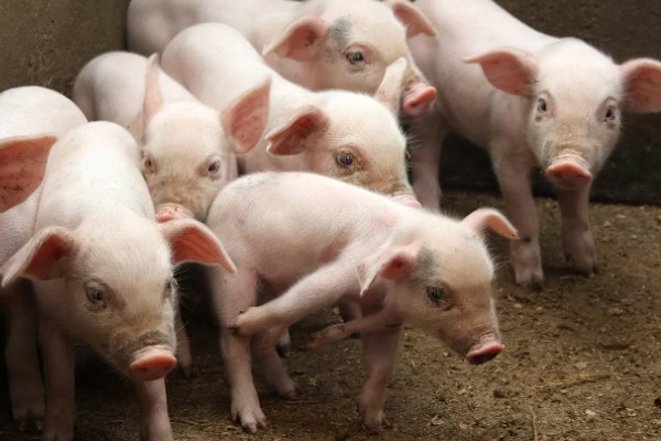 25天小猪断奶不吃饲料怎么办，可将料打湿后捏团灌服