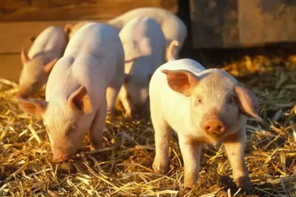 25天小猪断奶不吃饲料怎么办，可将料打湿后捏团灌服
