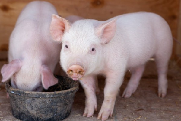 25天小猪断奶不吃饲料怎么办，可将料打湿后捏团灌服