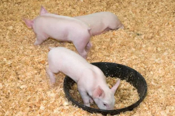 25天小猪断奶不吃饲料怎么办，可将料打湿后捏团灌服