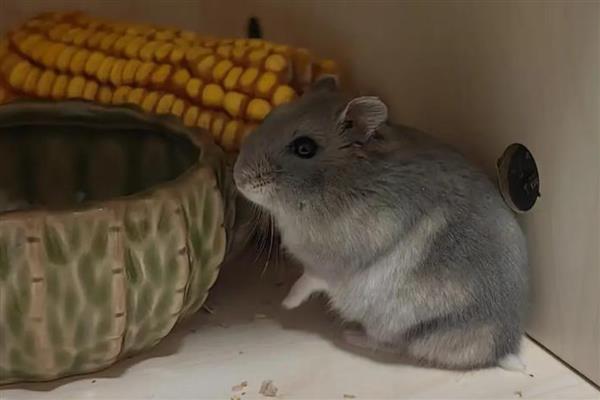 公母仓鼠鉴别方法，可从生殖器、性格等方面做判断