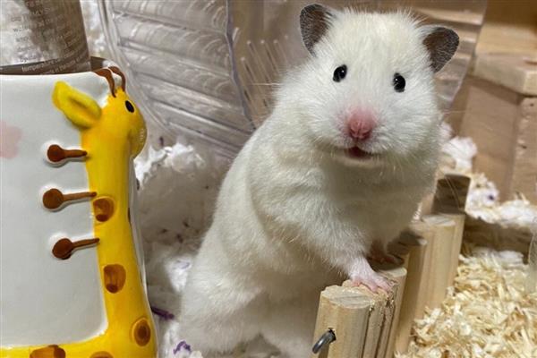 公母仓鼠鉴别方法，可从生殖器、性格等方面做判断