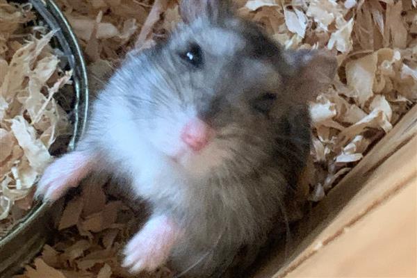 公母仓鼠鉴别方法，可从生殖器、性格等方面做判断