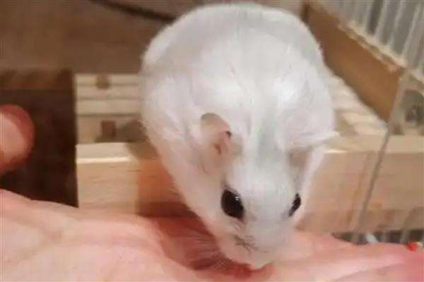 公母仓鼠鉴别方法，可从生殖器、性格等方面做判断