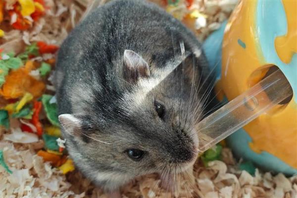 公母仓鼠鉴别方法，可从生殖器、性格等方面做判断