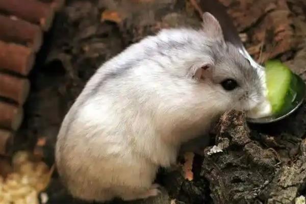 公母仓鼠鉴别方法，可从生殖器、性格等方面做判断