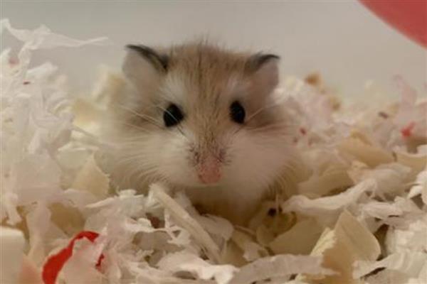 公母仓鼠鉴别方法，可从生殖器、性格等方面做判断