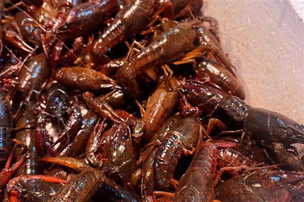 小龙虾几月份上市，5-9月份会集中供应