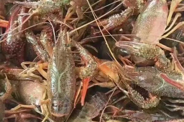 小龙虾几月份上市，5-9月份会集中供应