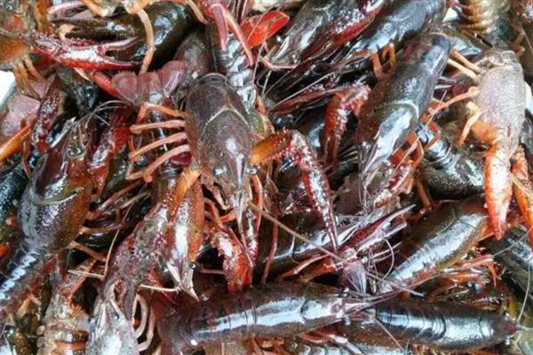 小龙虾几月份上市，5-9月份会集中供应